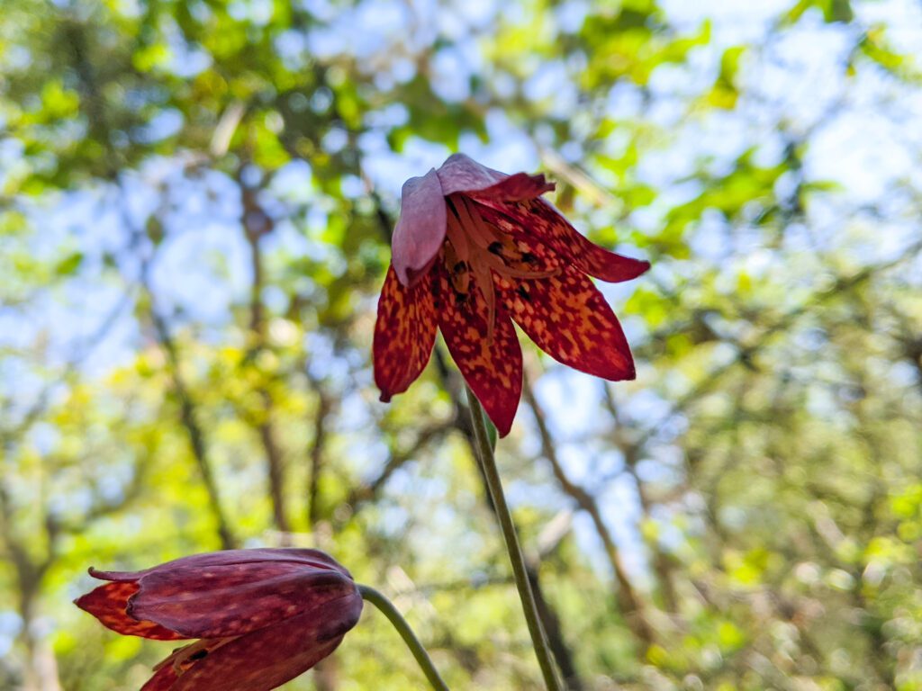Fritllieria Fritilleria on Britt Trails in Jacksonville, Oregon