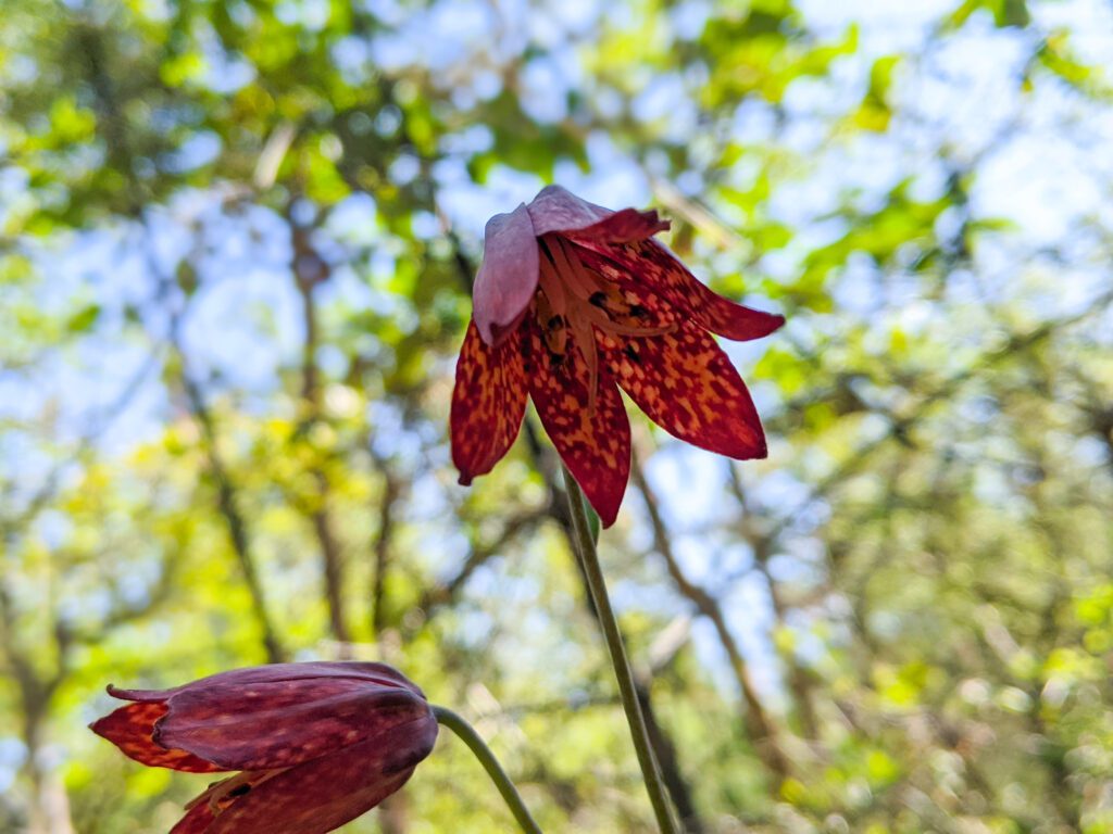 Fritilleria on Britt Trails in Jacksonville, Oregon