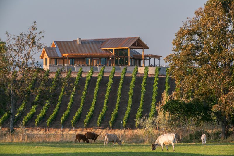 Kriselle Cellars vineyard