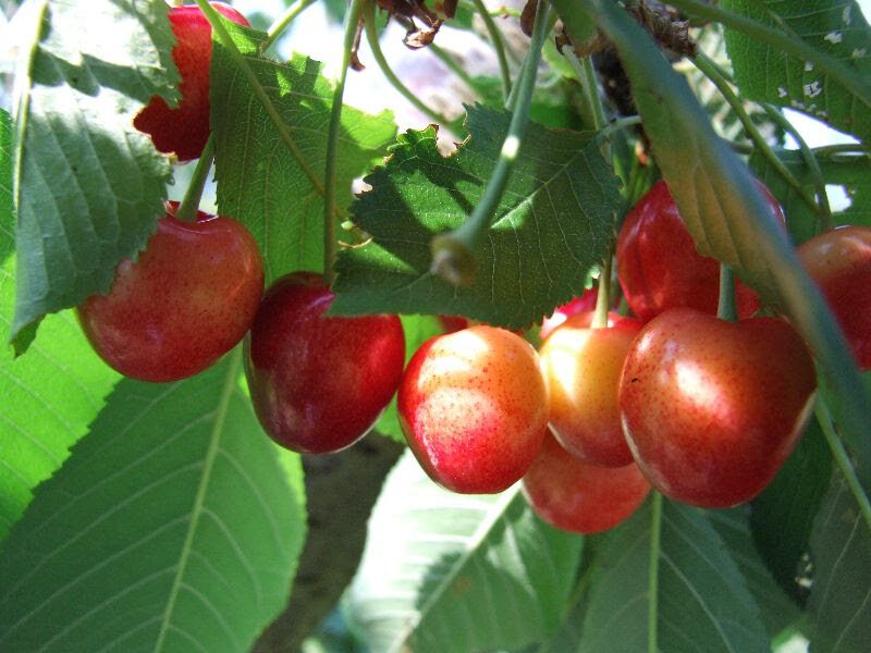 Cherries You pick farms.