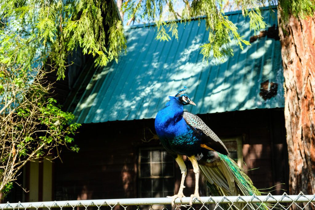 Explore Sutherlin and Historic Oakland Oregon - Antique Shopping - Radio Museum - Wine Tasting - Local History